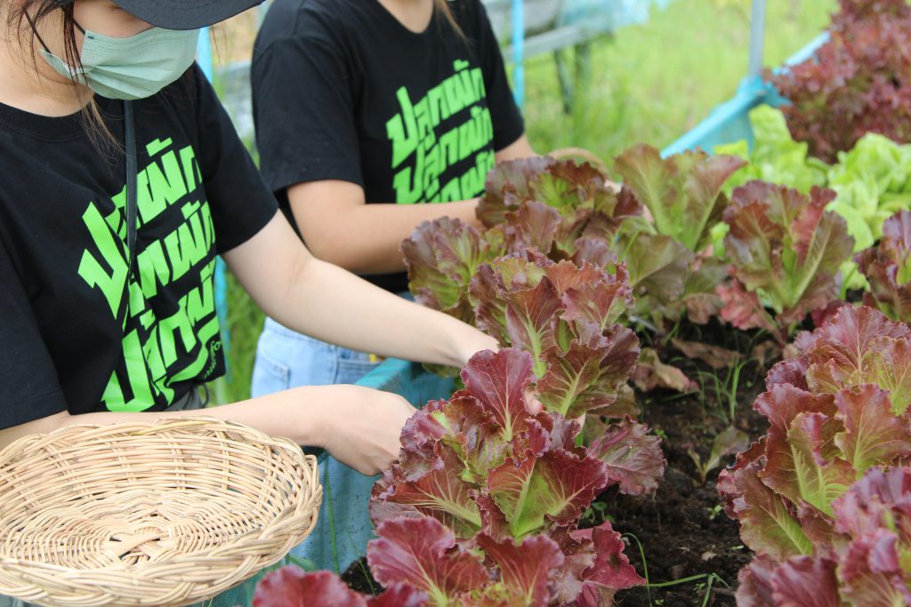 ผักสด Organic