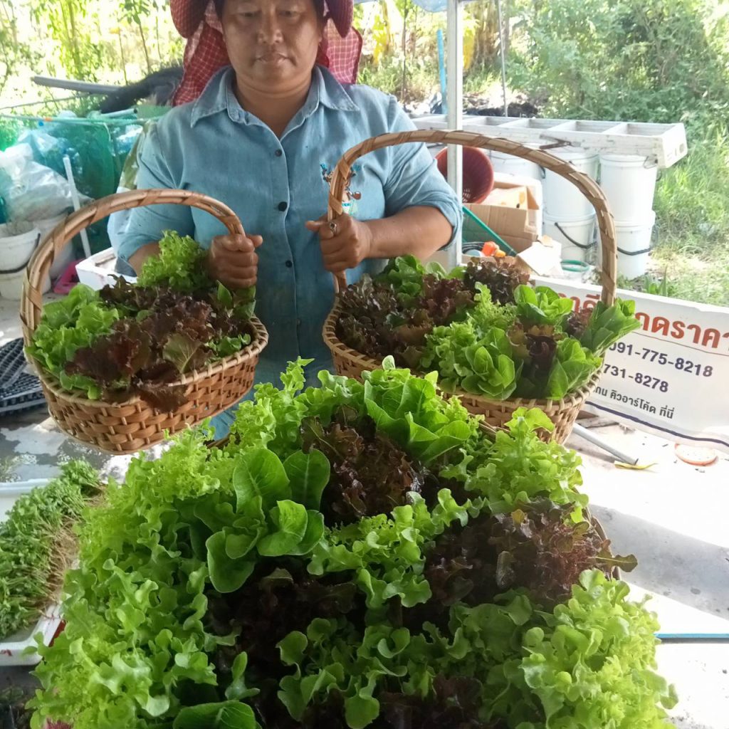 ผักสด Organic