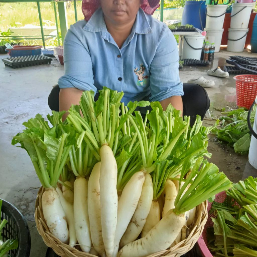 ผักสด Organic