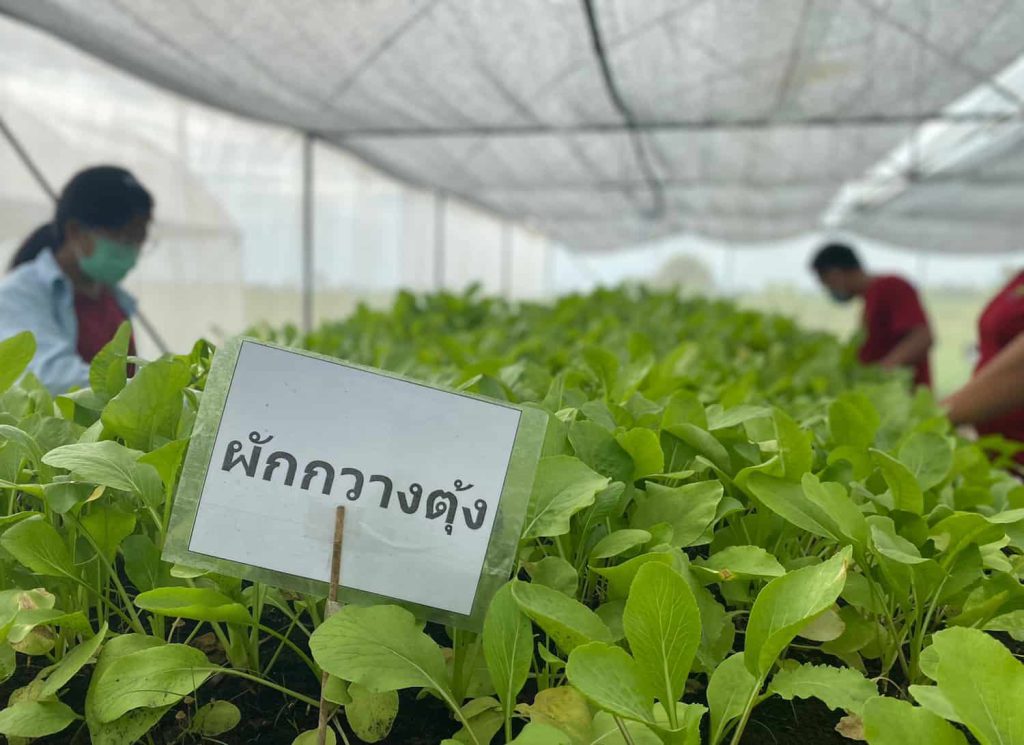 ผักสด Organic