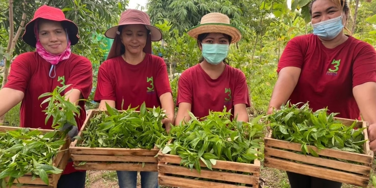 ไร่ออร์แกนิก 250 ไร่